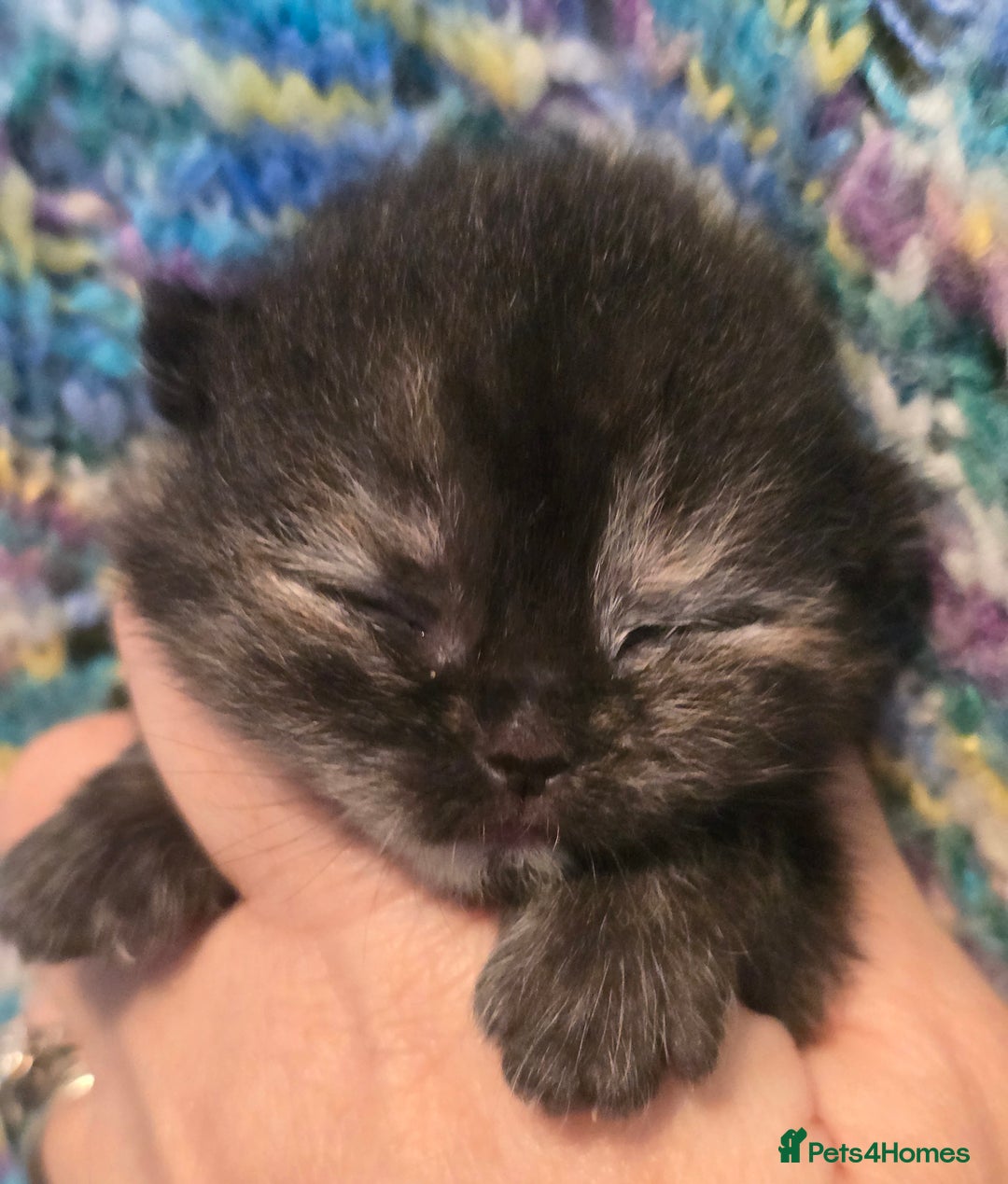 British Shorthair cats for sale: ONE GIRL LEFT TICA REGISTERED BRITISH SHORTHAIR - Advert 14