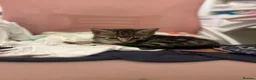 Mixed Breed cats for sale: 2 lovely tabby girls  - Advert 10