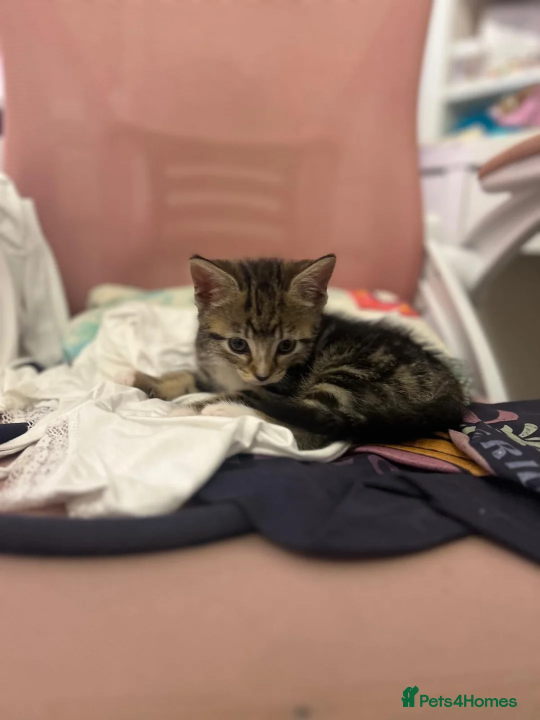 Mixed Breed cats for sale: 2 lovely tabby girls  - Advert 10