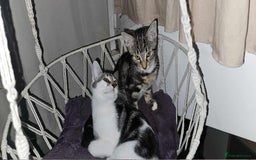 Mixed Breed cats for sale: 2 beautiful Turkish angora x Bengal  - Image 1