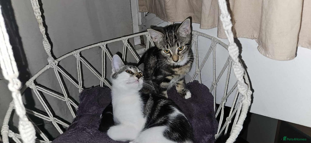 Mixed Breed cats for sale: 2 beautiful Turkish angora x Bengal  - Image 1