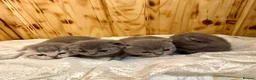 British Shorthair cats for sale: Cute British Shorthair Kittens open for reserve - Advert 5