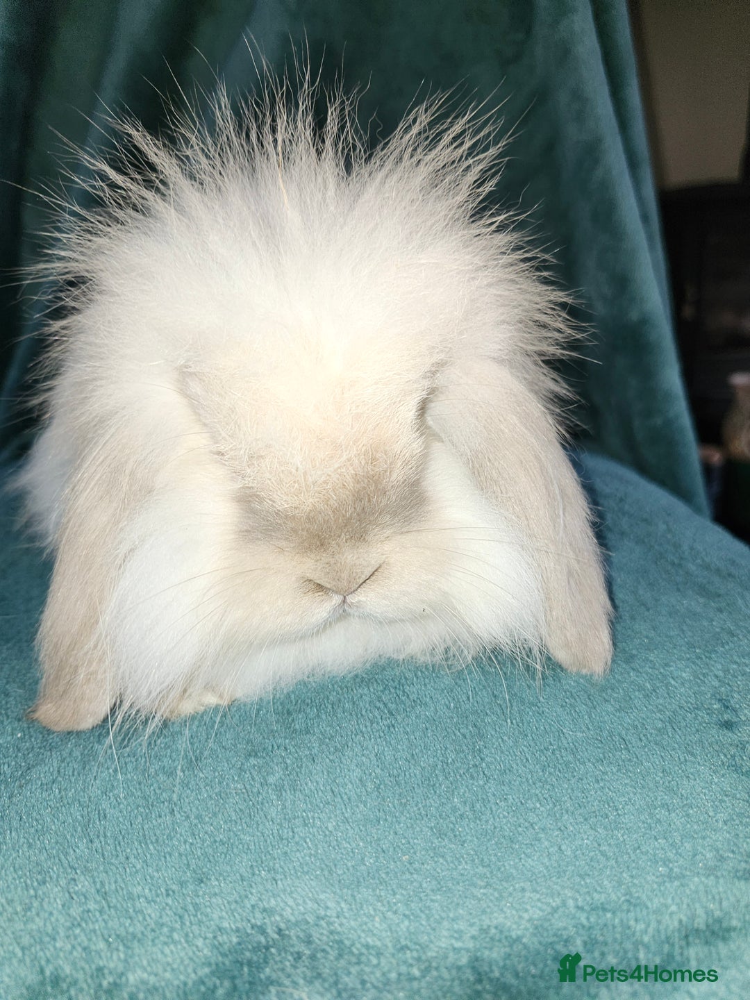 Mini Lion Lop rabbits for sale: Mini Lion lop, rew and blue point - Image 5