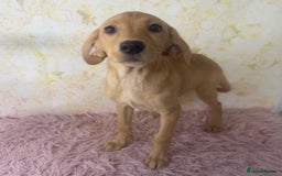 Labrador Retriever dogs for sale: Light Fox Red Labradors *Ready Now* - Image 28