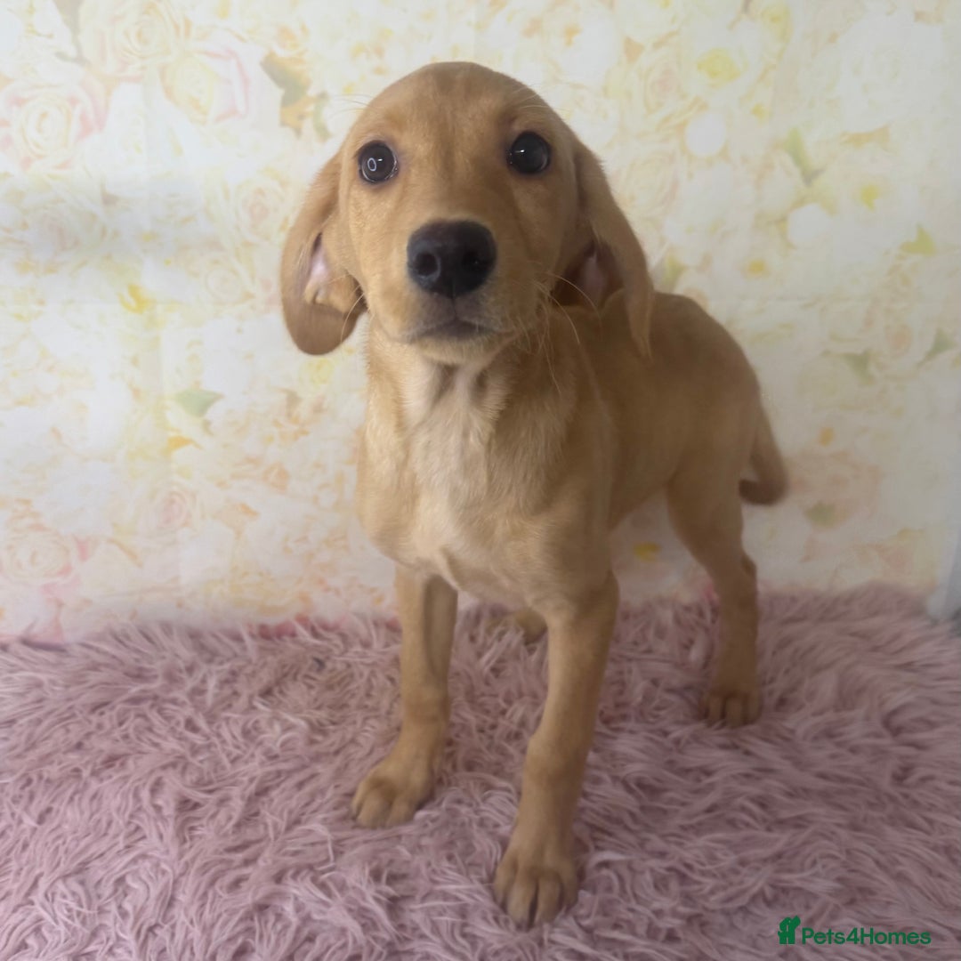 Labrador Retriever dogs for sale: Light Fox Red Labradors *Ready Now* - Image 28
