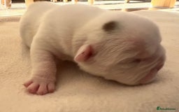 English Bulldog dogs for sale: English bulldogs - Advert 9