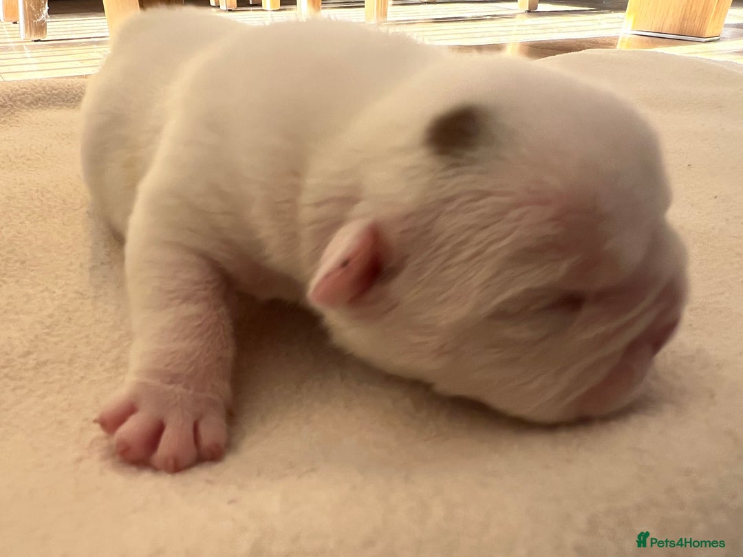 English Bulldog dogs for sale: English bulldogs - Advert 9