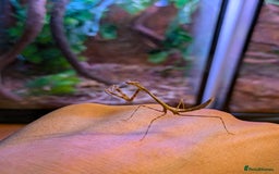 Praying Mantis invertebrates for sale: Praying Mantis - pseudempusa pinnapavonis nymphs - Image 3