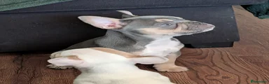 French Bulldog 1