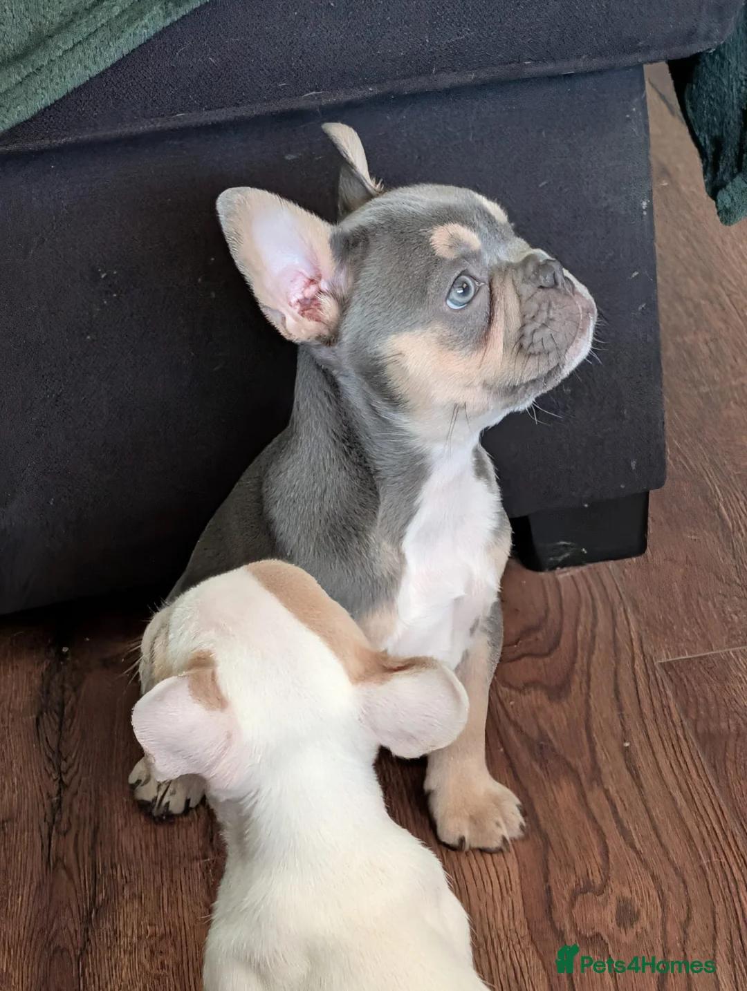 French Bulldog dogs for sale: Beautiful lilac and tanned boy!! READY TO LEAVE!! - Advert 2
