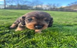 Dachshund dogs for sale: WHD - Wirehaired Dachshund (Teckle) Pups - Image 21