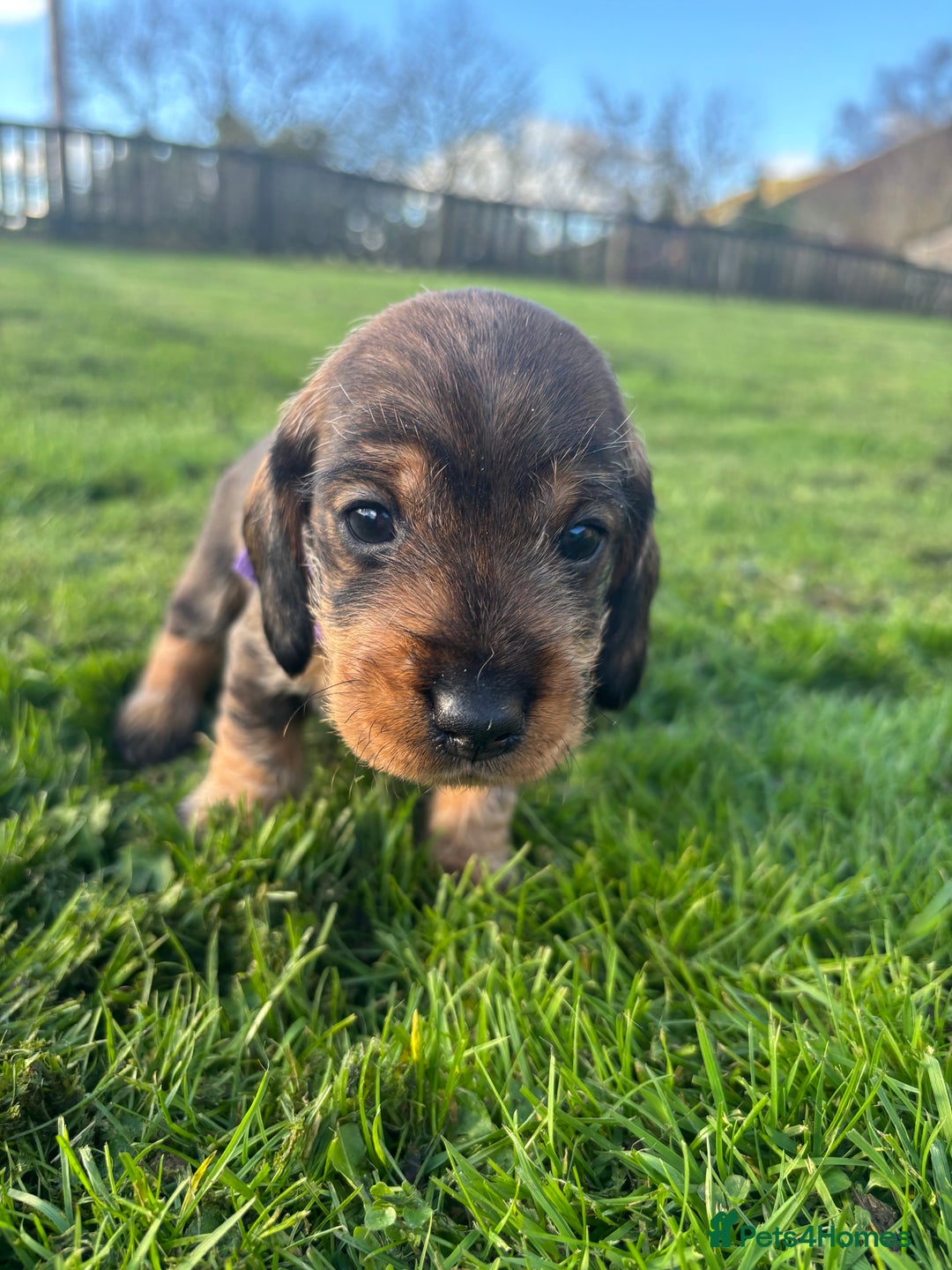 Dachshund dogs for sale: WHD - Wirehaired Dachshund (Teckle) Pups - Image 21
