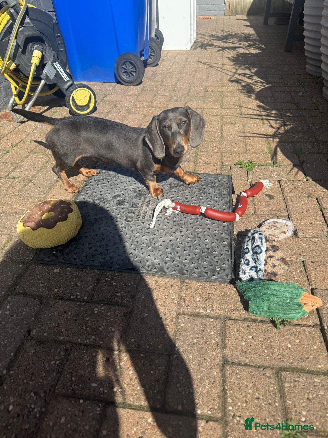 Dachshund dogs for sale: Richmond looking for his forever home  - Advert 3