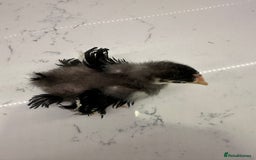 Chickens poultry for sale: Silkie, polish frizzle  looking for rehome  - Advert 9