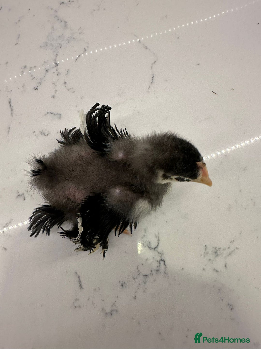 Chickens poultry for sale: Silkie, polish frizzle  looking for rehome  - Advert 9