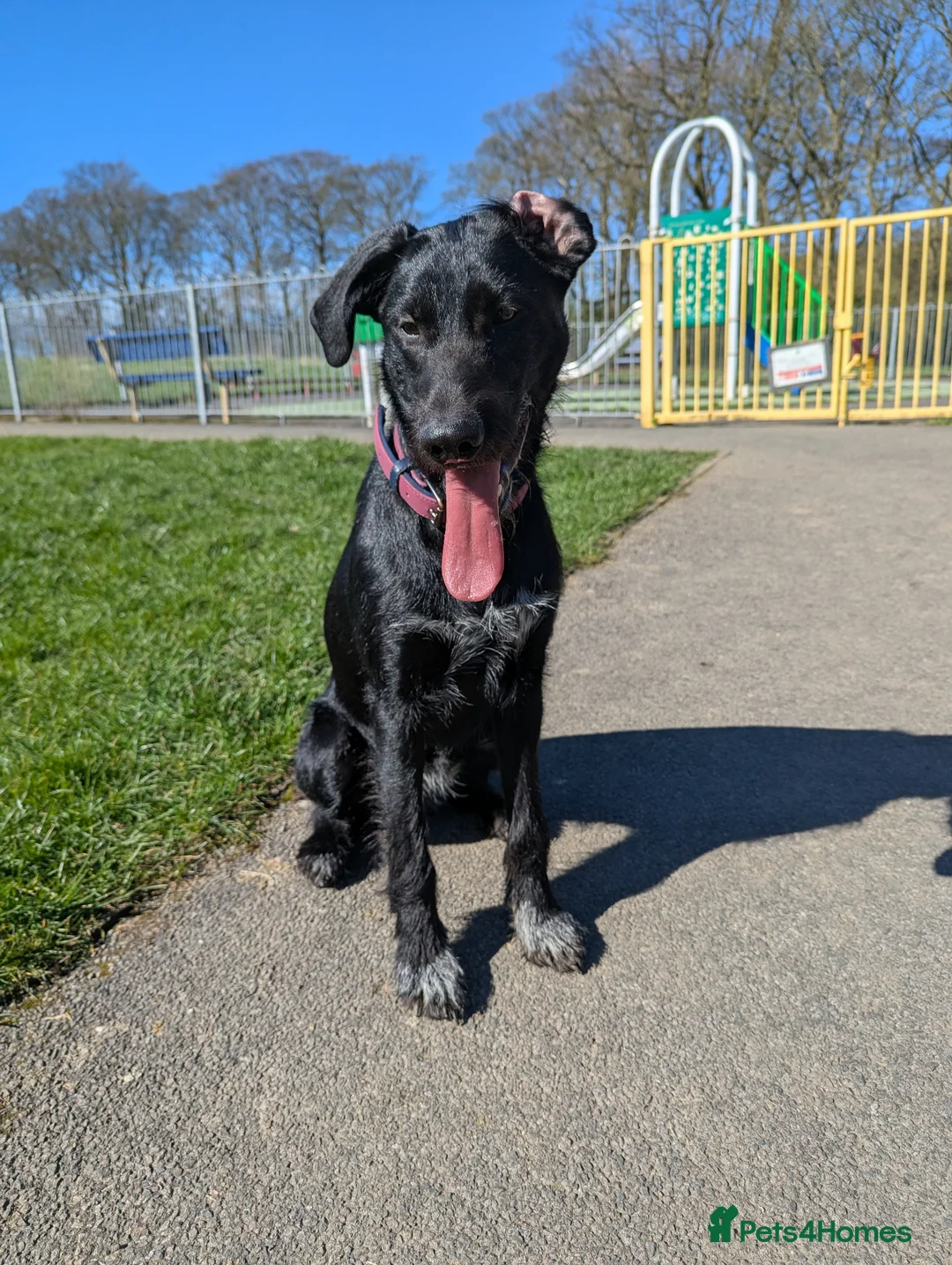 Borador dogs for sale: 8 month old Borador  - Advert 7