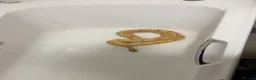 Python Snake reptiles for sale: Royal python  with setup - Advert 2