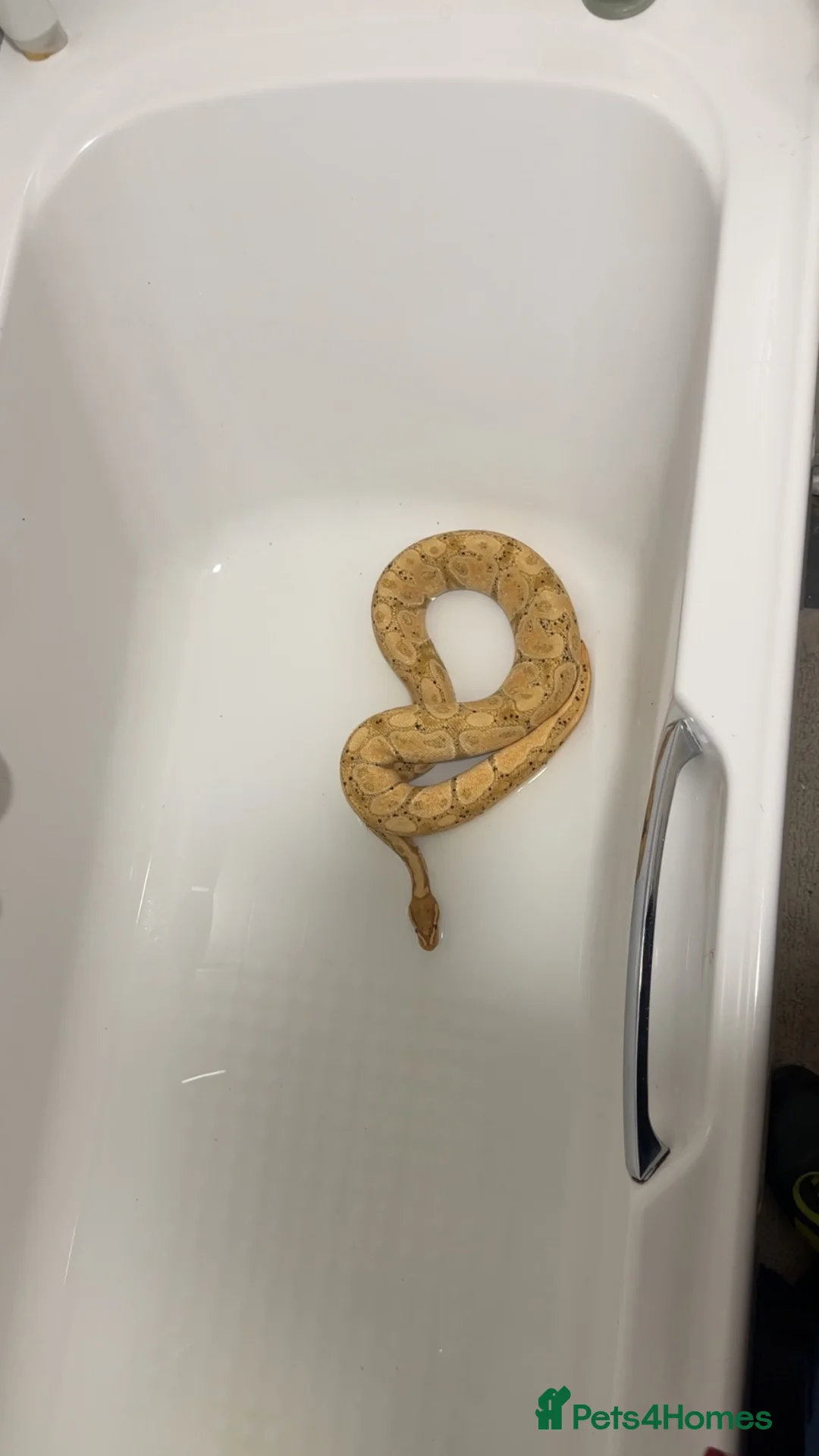 Python Snake reptiles for sale: Royal python  with setup - Advert 2