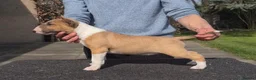 English Bull Terrier dogs for sale: English bull terrier puppies  in Bedford - Advert 5
