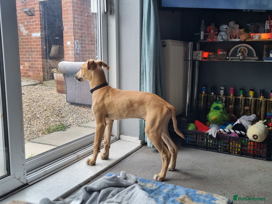 Mixed Breed dogs for sale: Woody  - Image 1