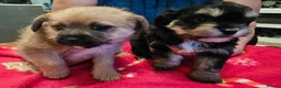 Mixed Breed dogs for sale:  Adorable Chihuahua-Mix Puppies - Advert 2