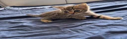 Bengal cats for sale: Really stunning bengal litter  - Advert 16