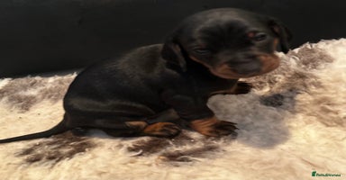 Dachshund dogs - Advert 14