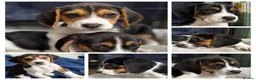 Beagle dogs for sale: Beautiful Boy Beagles - MUM DNA and Health Tested - Advert 1