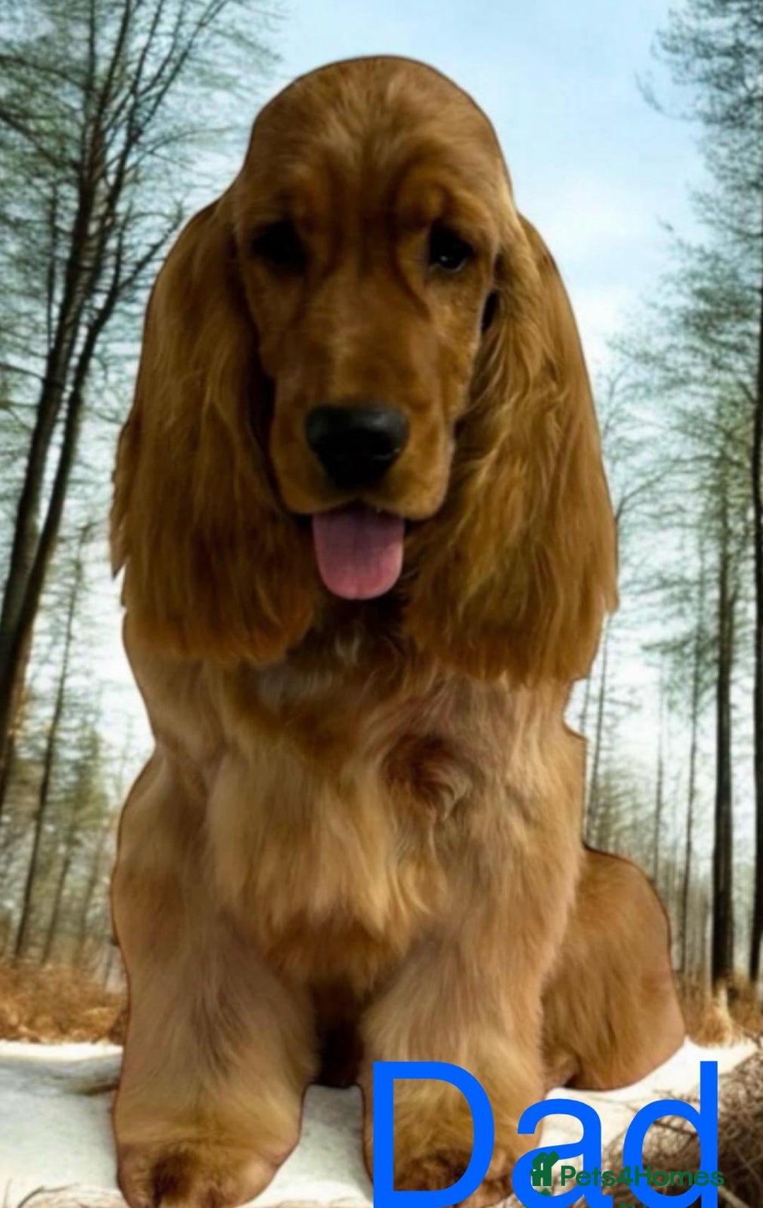 Cocker Spaniel dogs for sale: Superb show type cocker spaniel puppies.  - Image 12