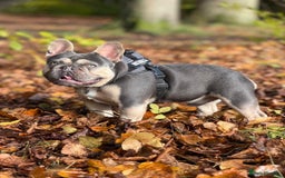 French Bulldog dogs for stud: PINK "N" MIX  - Image 2