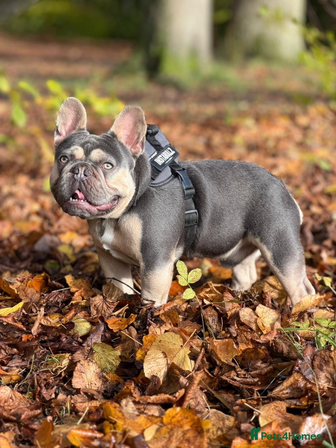 French Bulldog dogs for stud: PINK "N" MIX  - Image 2