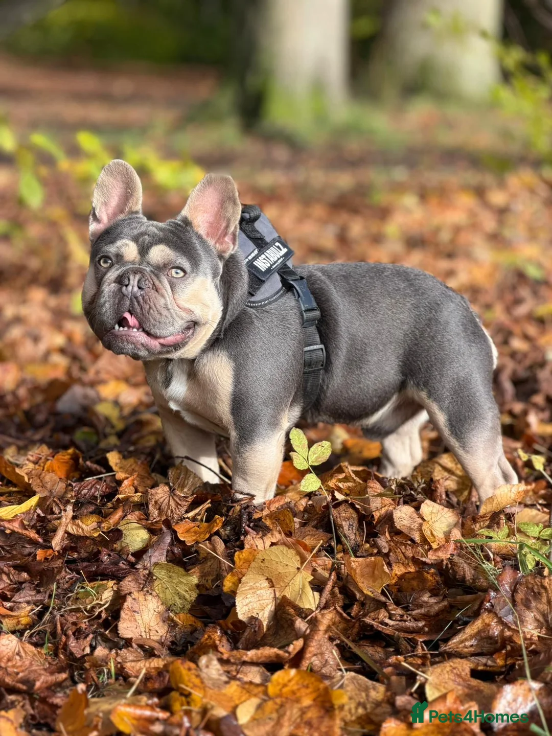 French Bulldog dogs for stud: PINK "N" MIX  - Advert 2