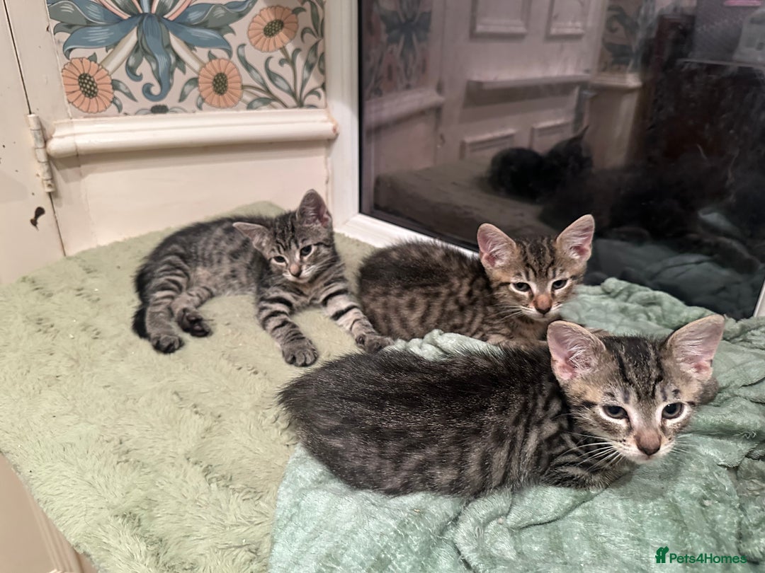 Mixed Breed cats for sale: British short haired Cross - Advert 3