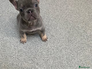 French Bulldog dogs Kc Blue tan frenchie boy 🦋 Fluffy Carrier - Advert 4