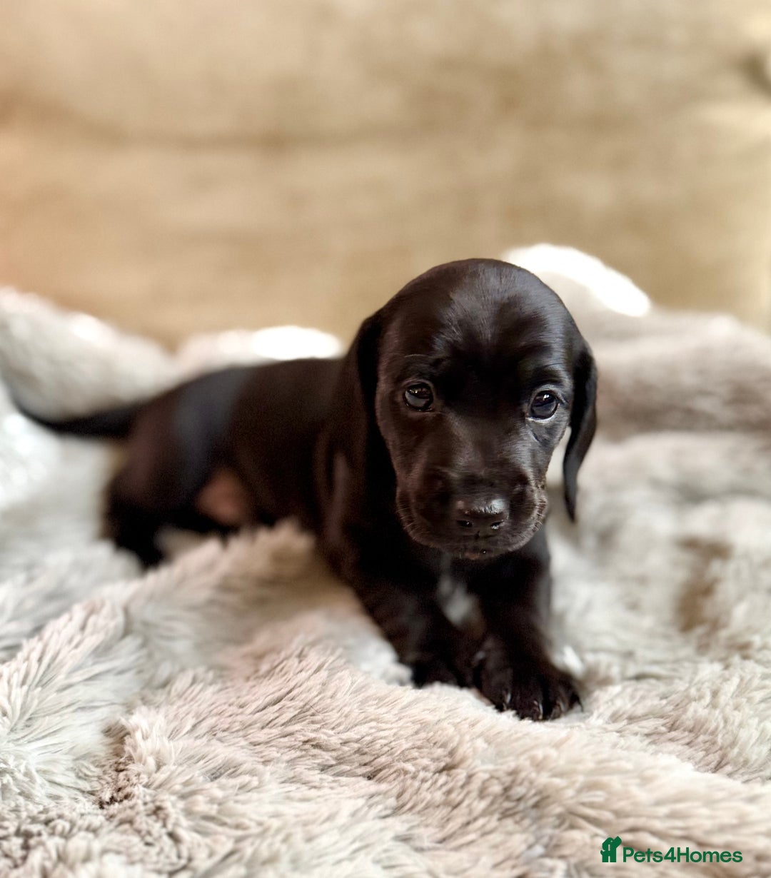 Miniature Dachshund dogs for sale: Rare colour KC registered mini dachshund puppies  - Advert 7