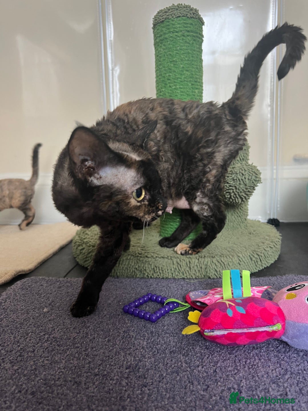 Devon Rex cats for sale: Affectionate Devon Rex Boy available  in Ramsgate - Image 8