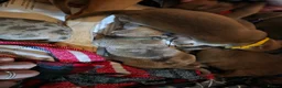 Mixed Breed dogs for sale: Puppies for sale  - Advert 13