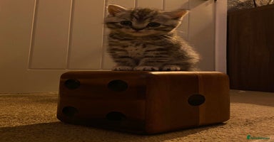 British Shorthair cats - Advert 8