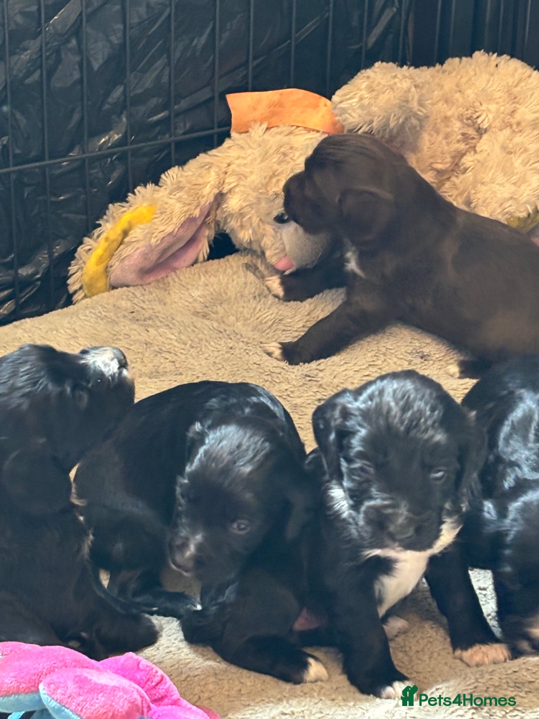 Cocker Spaniel dogs for sale: Working type cocker spaniel puppies  - Image 7