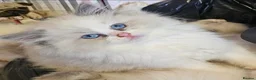 Ragdoll cats for sale: Amazing Ragdoll Babies  in Hartlepool - Advert 3