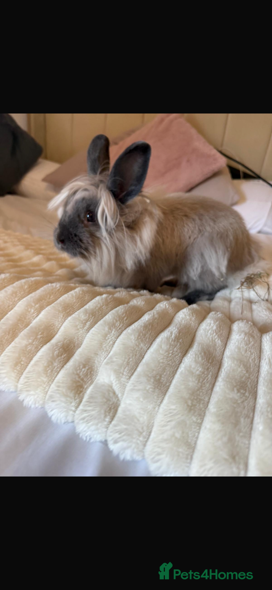 Mixed Breed rabbits Simba Lionhead cross lop - Advert 1