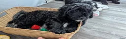 Sheepadoodle dogs for sale: (last girl) ❤️ F1 OES x Standard POODLE - Advert 21