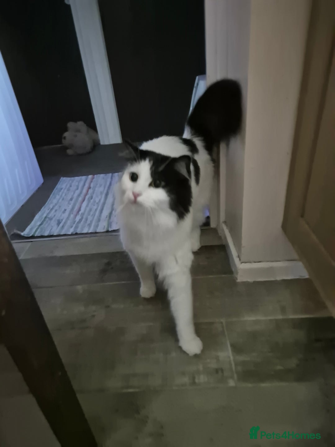 Mixed Breed cats for sale: Loving Indoor Cat Looking for a Good New Home - Image 2