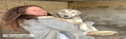 Mixed Breed dogs for adoption: Kayleigh, 1 yr approx. Available for adoption. - Advert 17