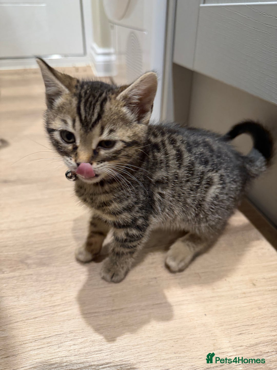 Bengal cats for sale: Bengal kittens  - Advert 4