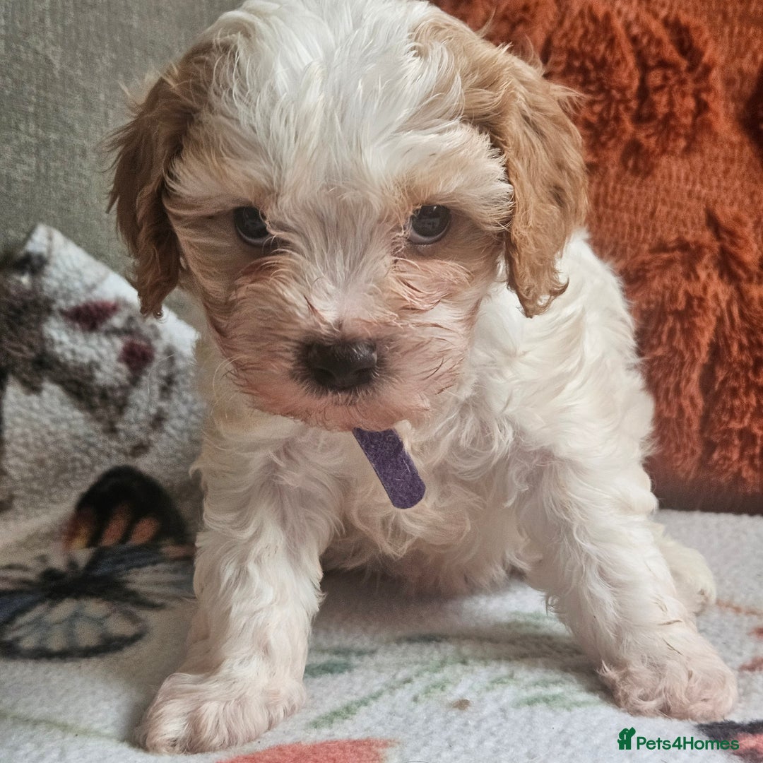 Cavachon dogs for sale: Cavachons. Beautiful Bundles of Fluff  - Advert 8