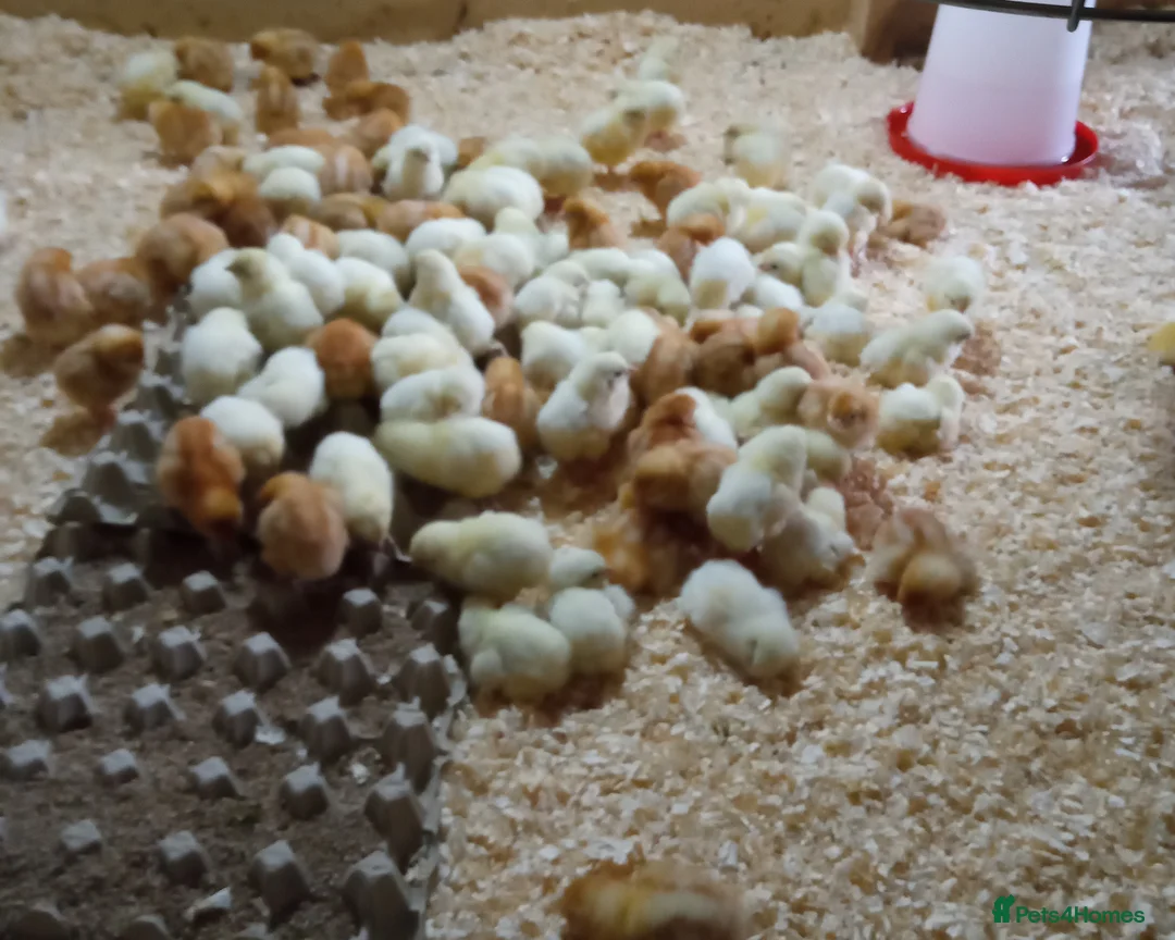 Chickens poultry for sale: Sexed day old chicks  - Advert 3