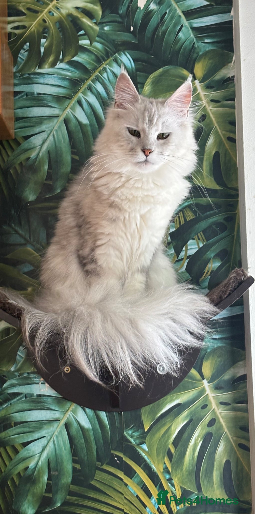 Maine Coon cats Stunning tica registered Maine coon kittens  - Advert 6