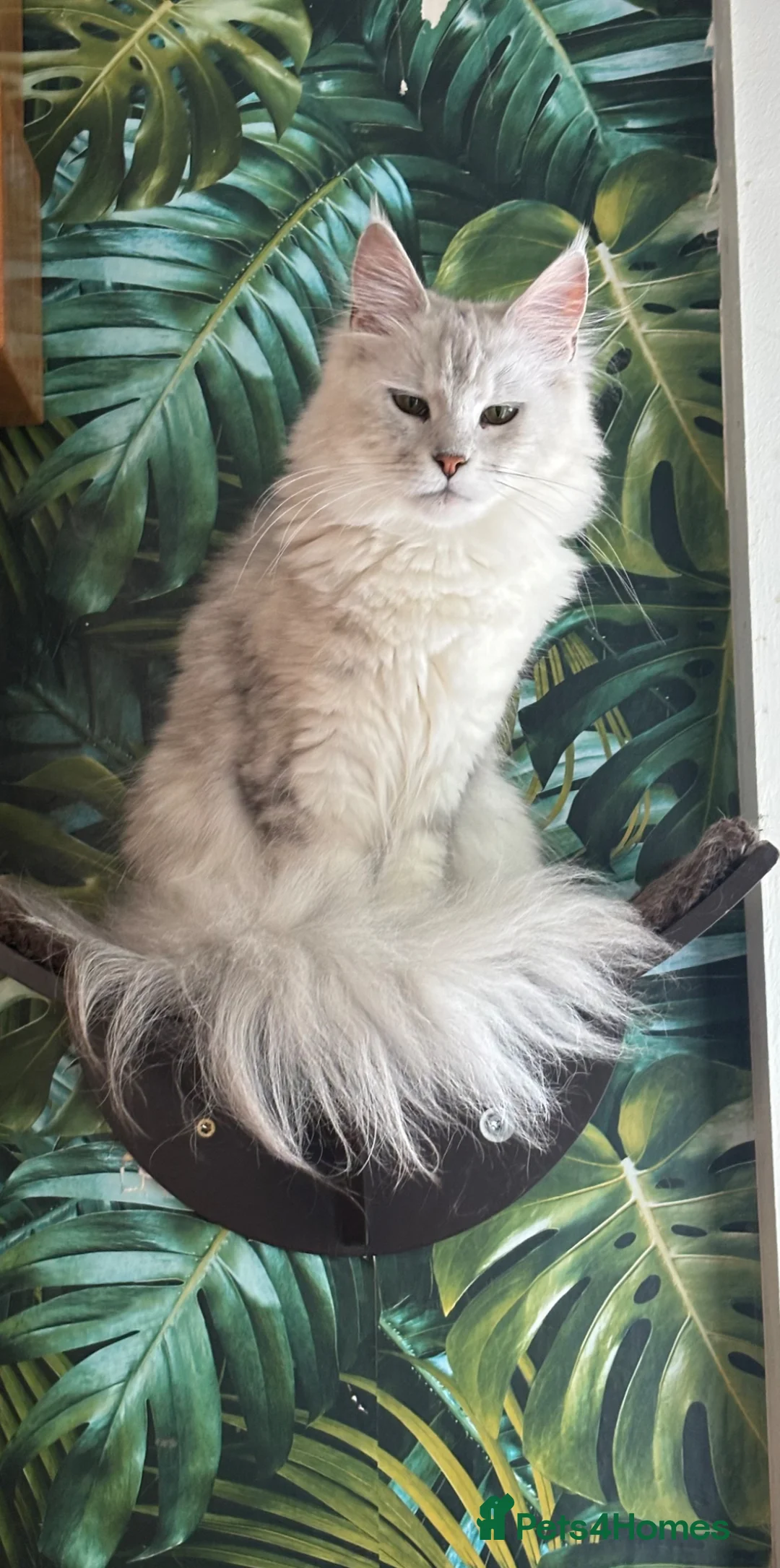 Maine Coon cats for sale: Stunning tica registered Maine coon kittens  - Advert 1