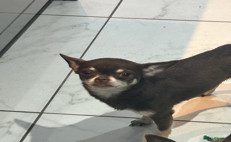 Chihuahua dogs - Advert 1